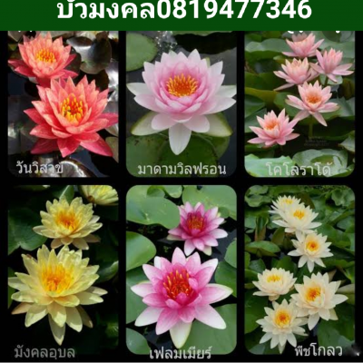 123 บัวมงคล