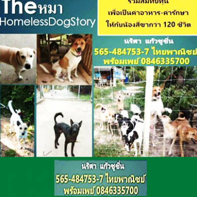 TheหมาHomelessDogStory