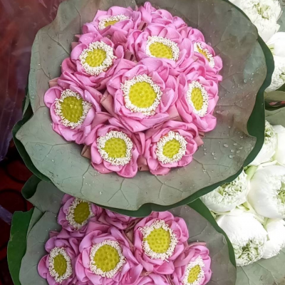 ดอกบัวหลวงพับกลีบบานชื่น