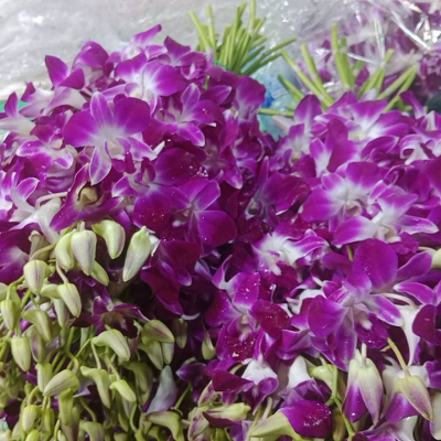ดอกกล้วยไม้บอมสีม่วง