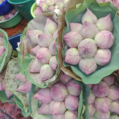 ดอกบัวสีชมพู