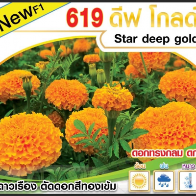 ดาวเรืองตัดดอกสีทองเข้ม 619 ทอง ตราดีฟโกลด์